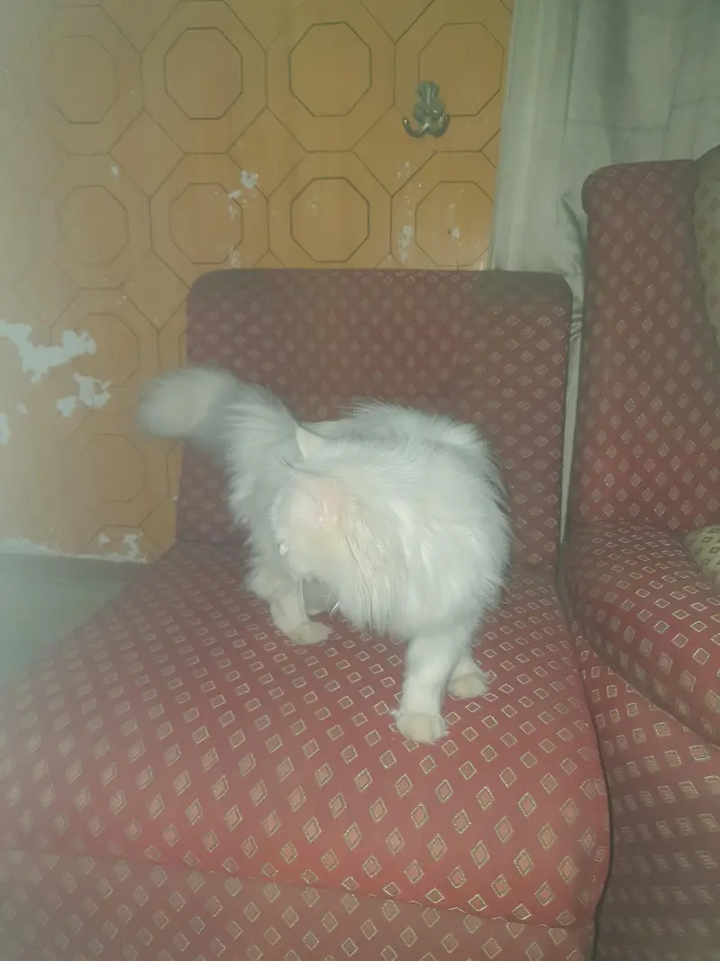 Triple Coat Vacinated cat — photo 7