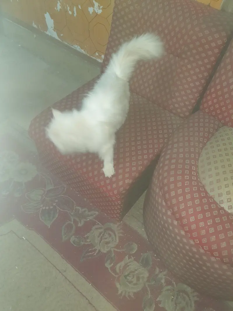 Triple Coat Vacinated cat — photo 8