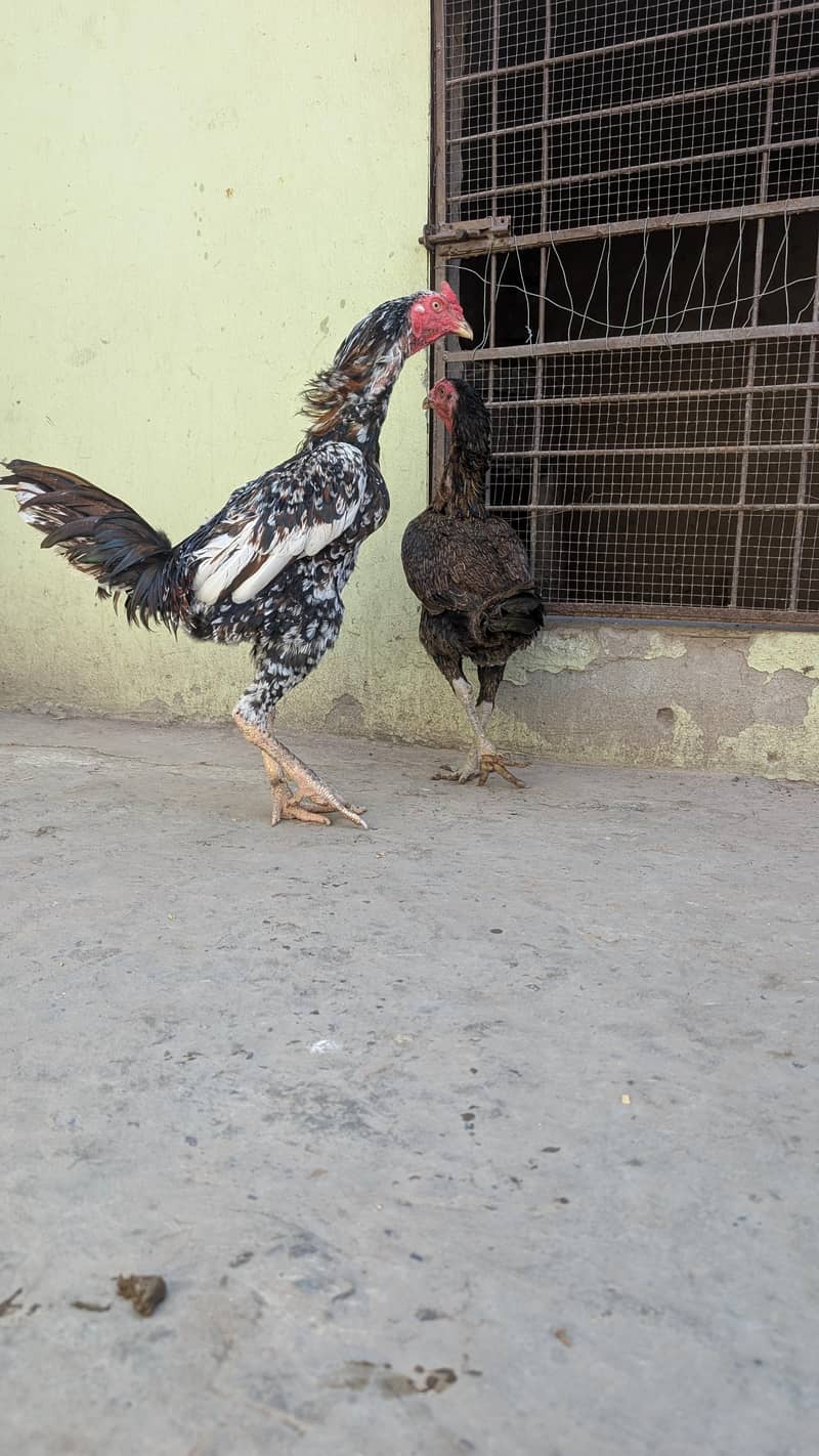 Burmi pair 12