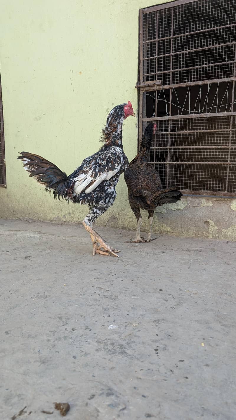 Burmi pair 13