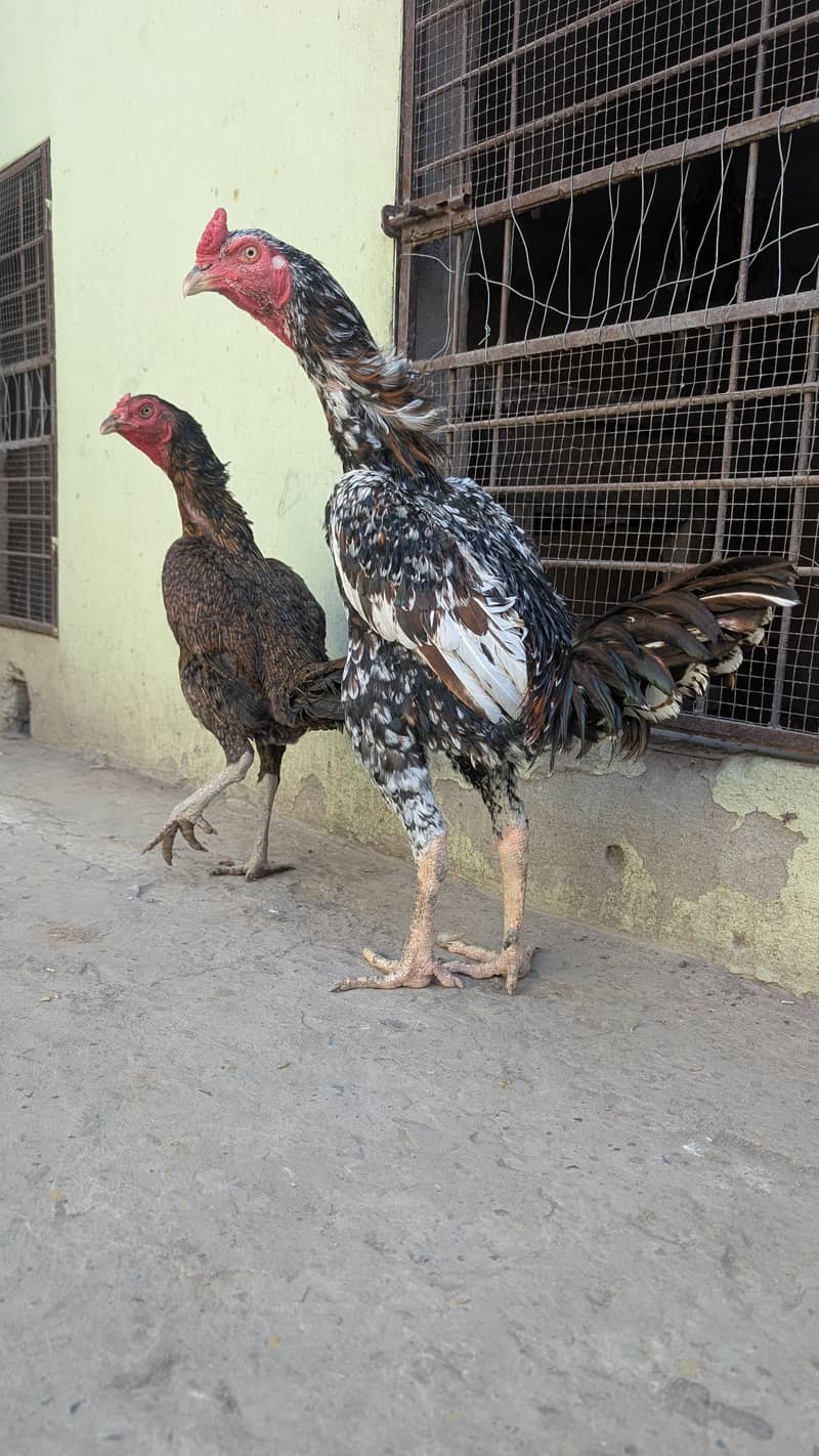Burmi pair 16
