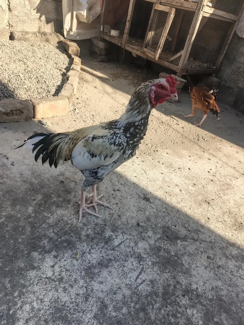 Aseel Cheena — photo 3