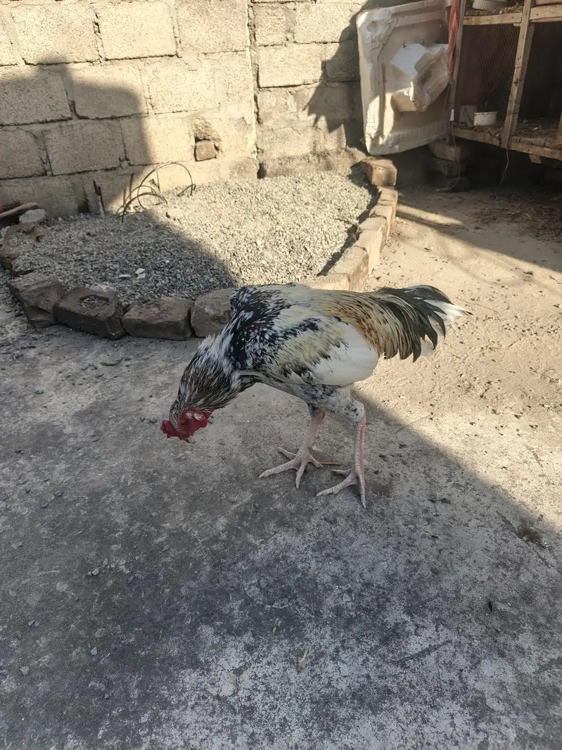 Aseel Cheena — photo 4
