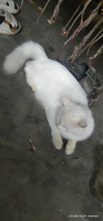 Faisalabad