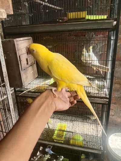 tame parrot