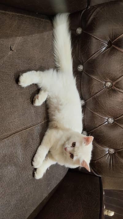 Persian pair kittens