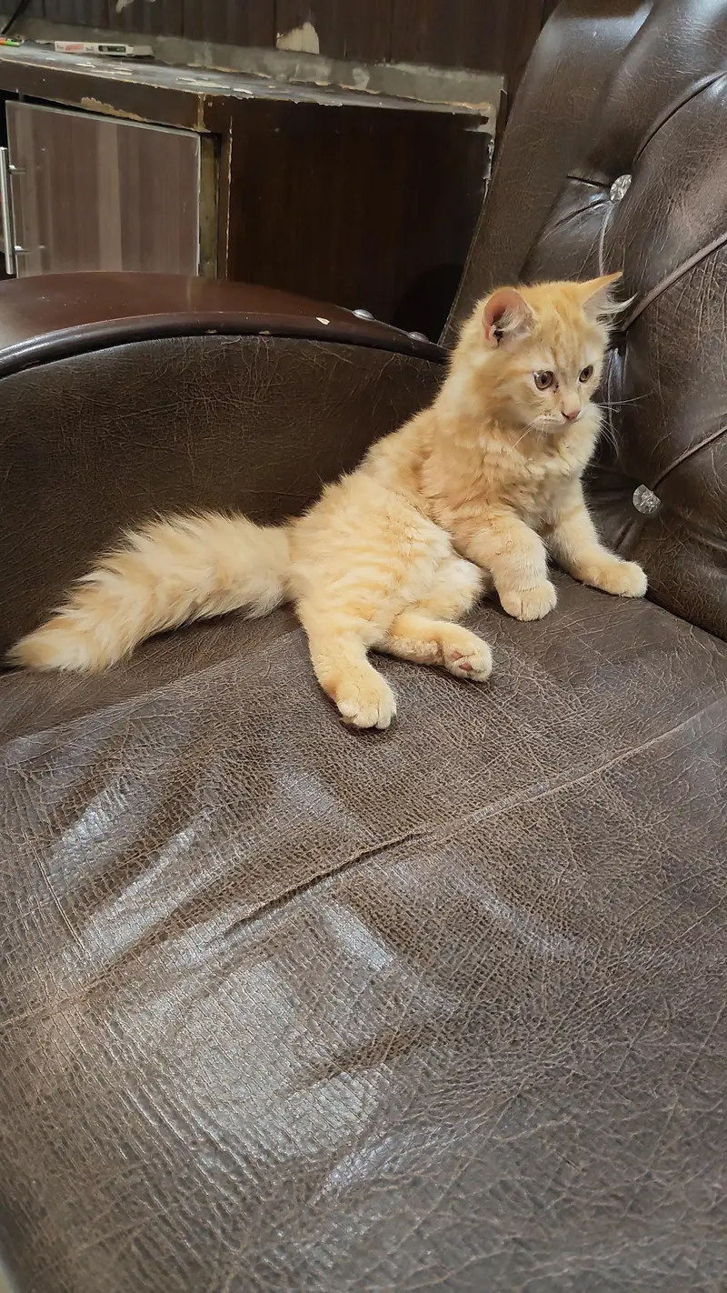 Persian pair kittens — photo 2