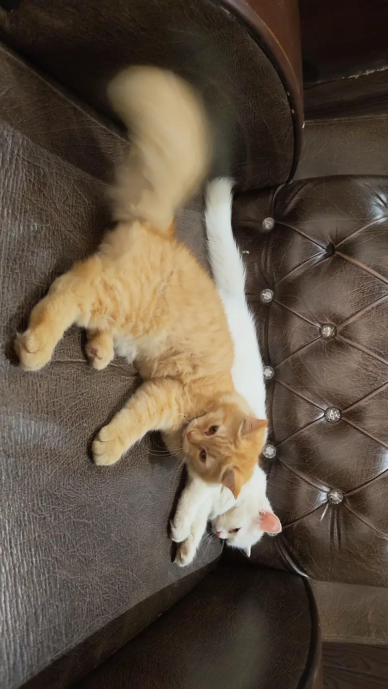 Persian pair kittens — photo 3