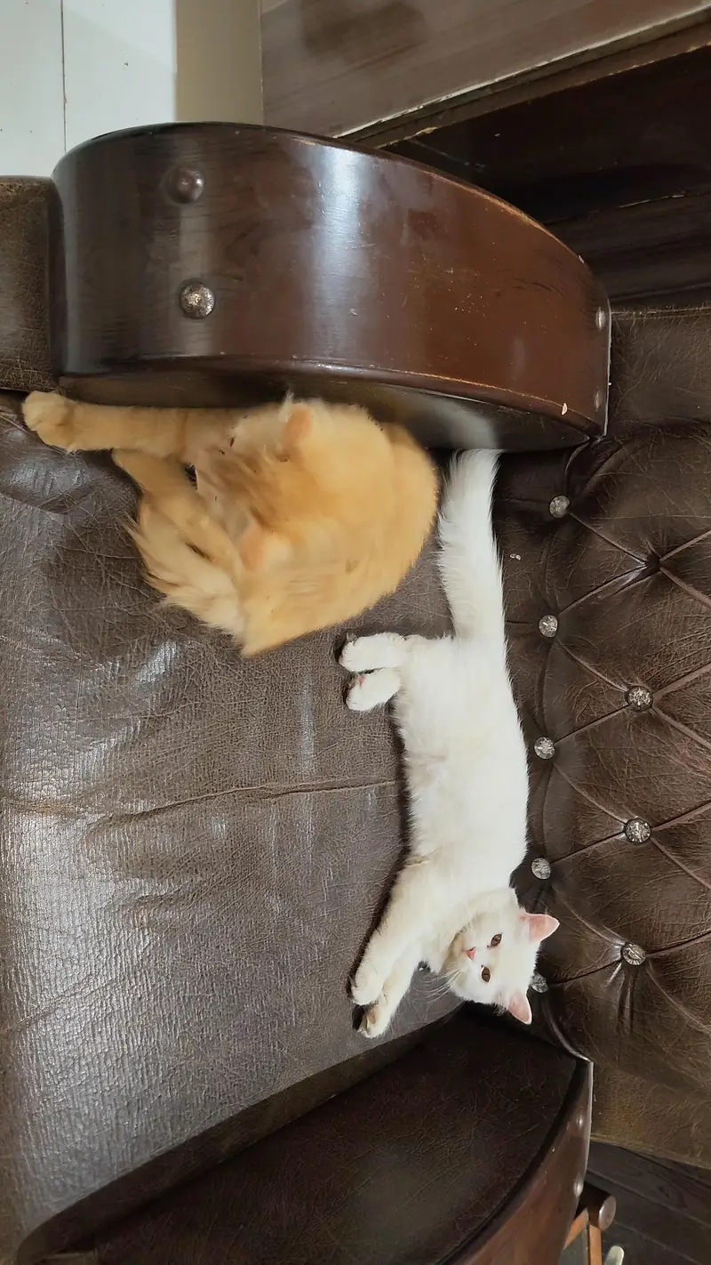 Persian pair kittens — photo 4