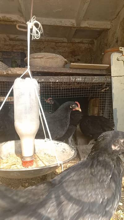 Austrlop pathian patha available