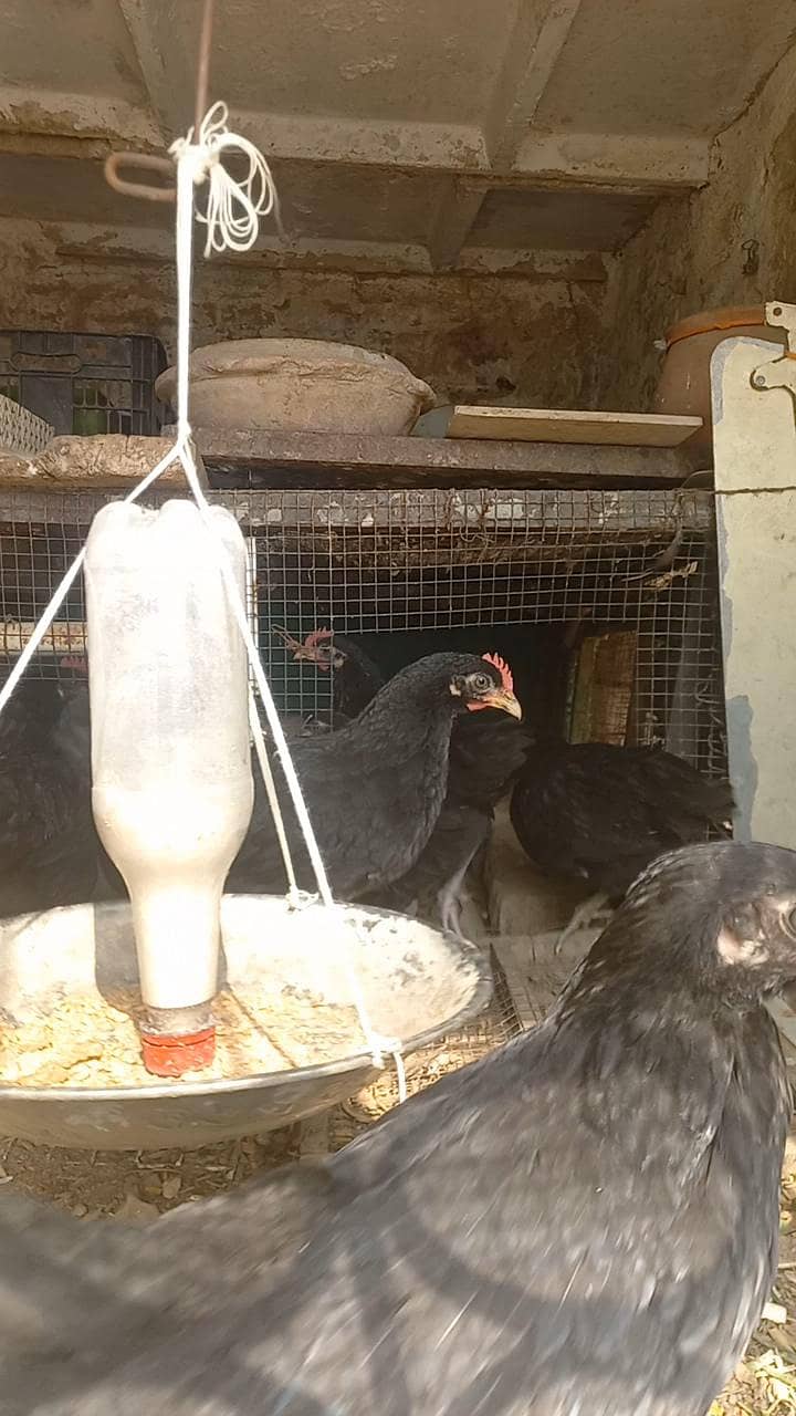 Austrlop pathian patha available 0