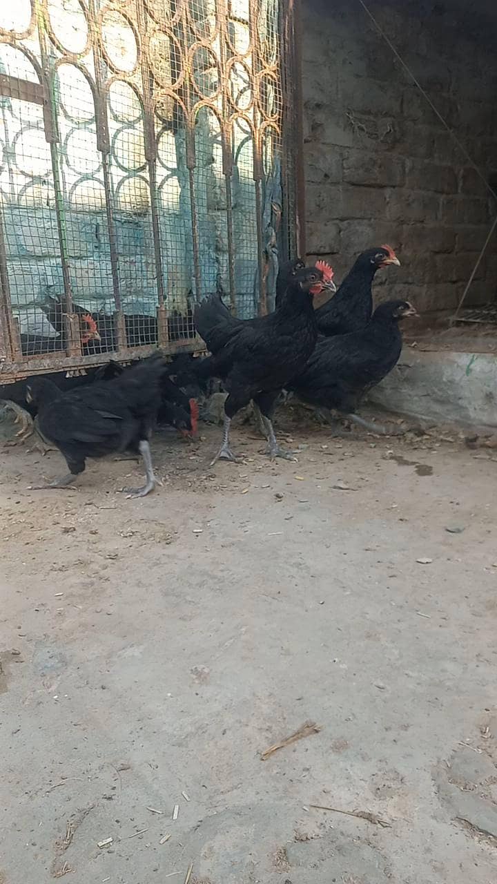 Austrlop pathian patha available 2