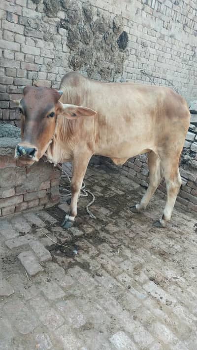 Cow Bachra & Bachri For Sale