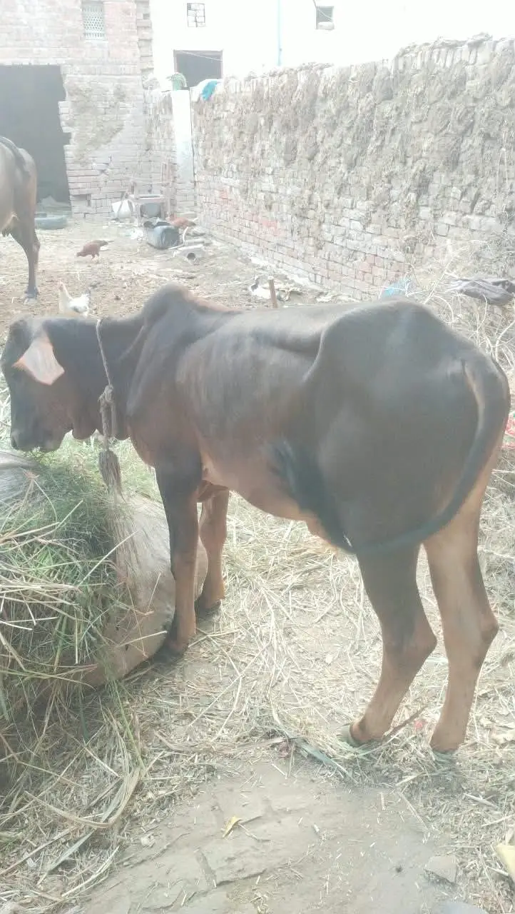 Cow Bachra & Bachri For Sale — photo 3