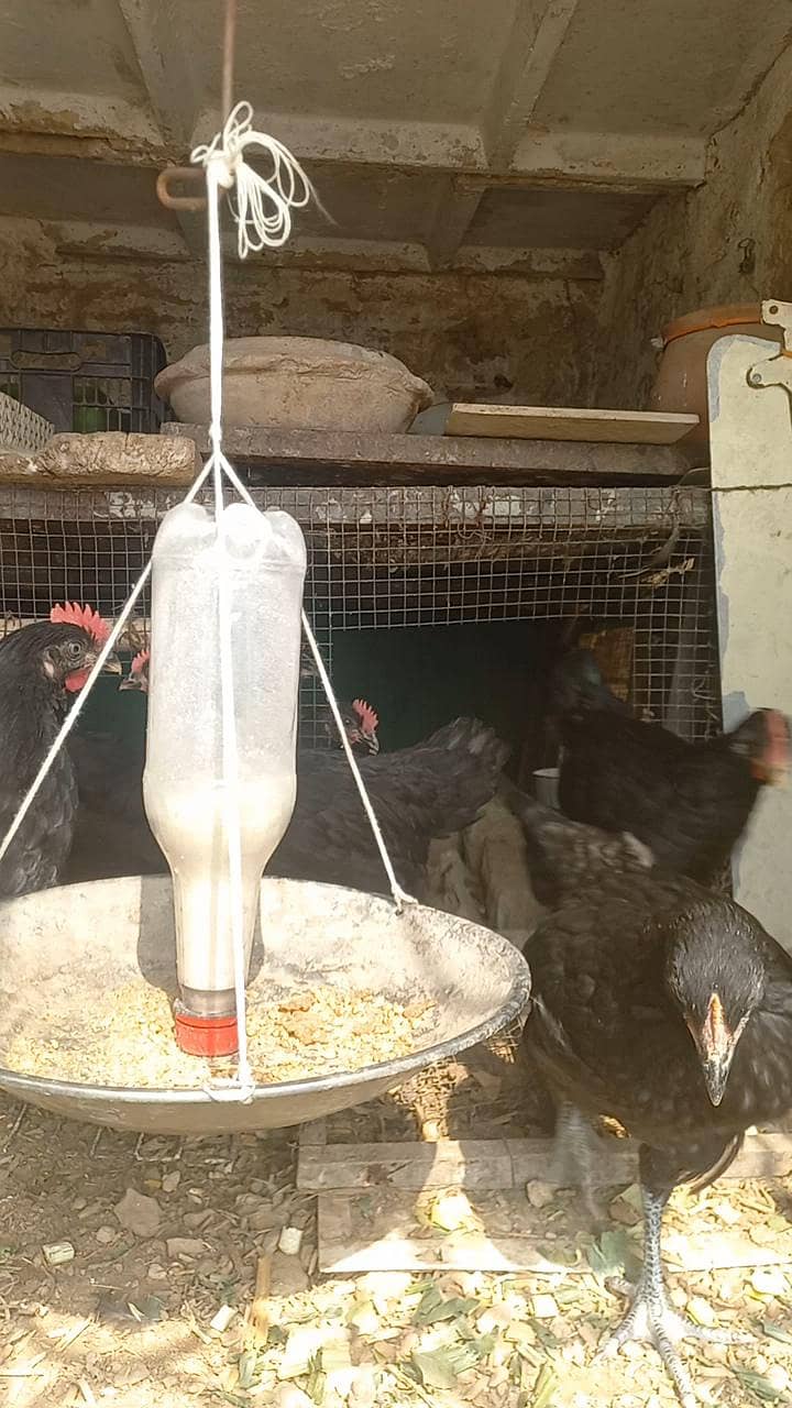 Austrlop pathian patha available 0