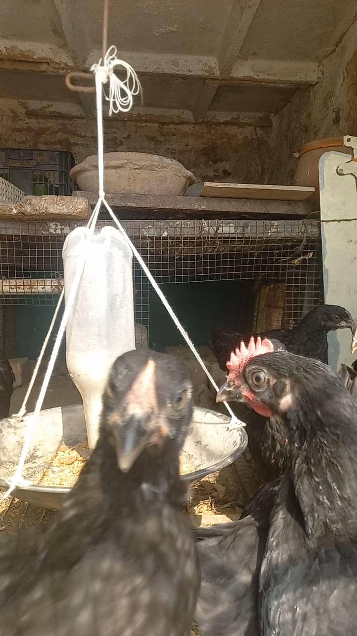 Austrlop pathian patha available 3