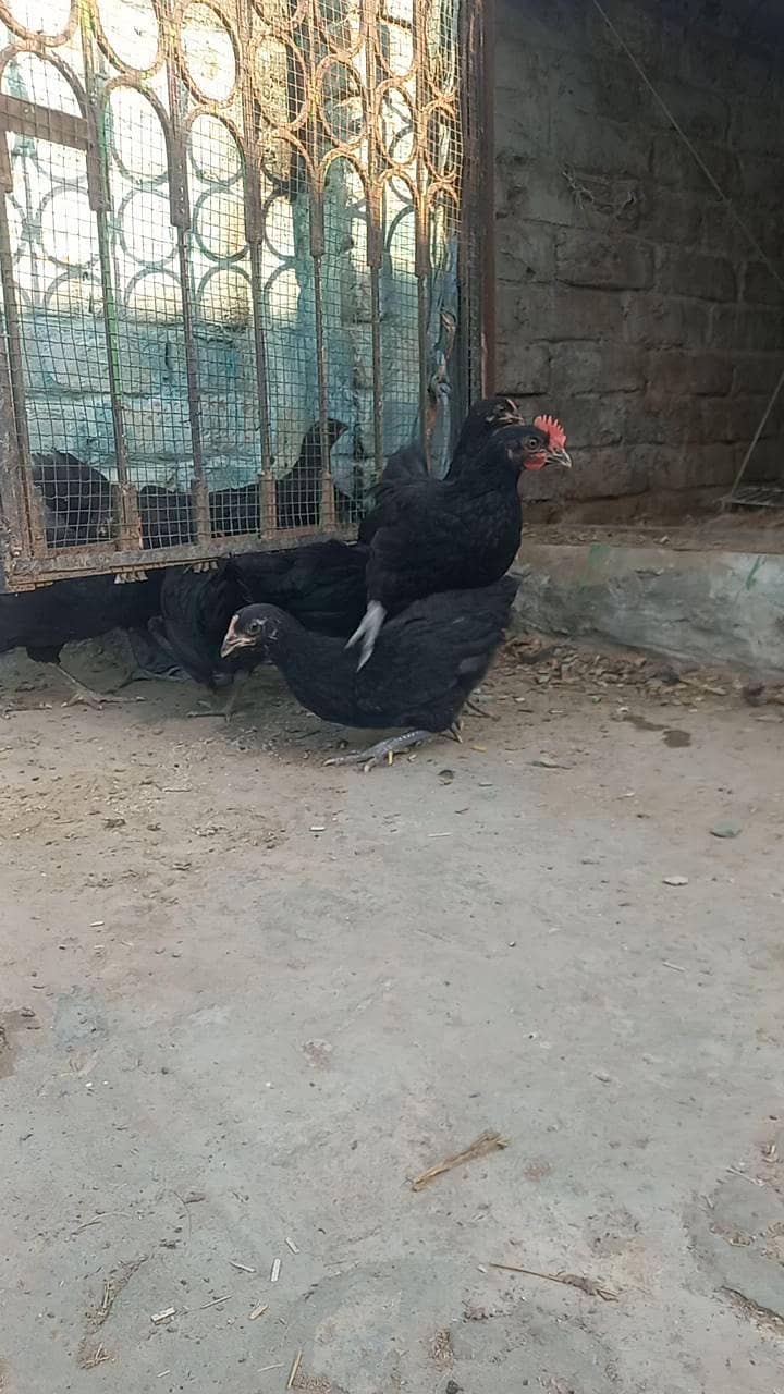 Austrlop pathian patha available 4