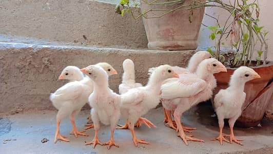 King shamo chicks available for Sale.