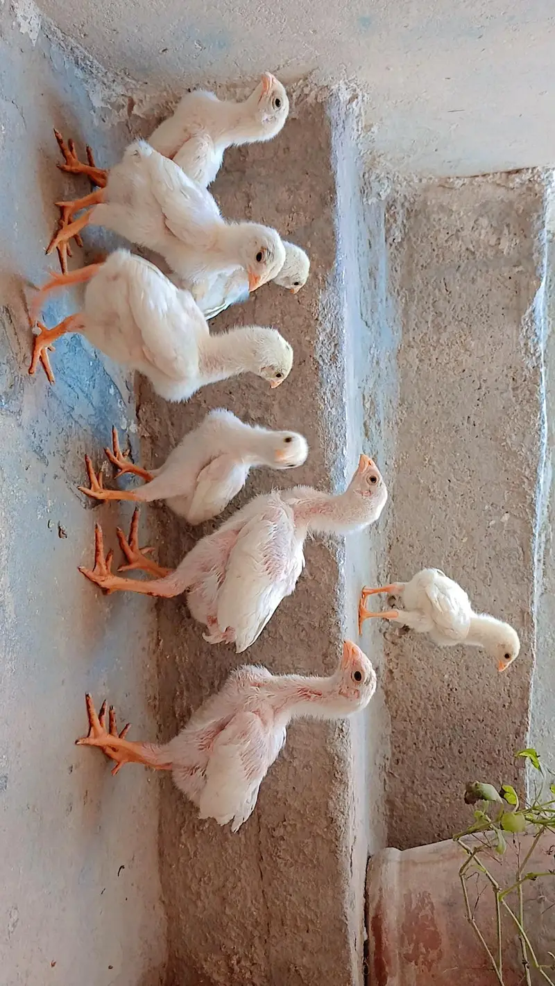 King shamo chicks available for Sale. — photo 2
