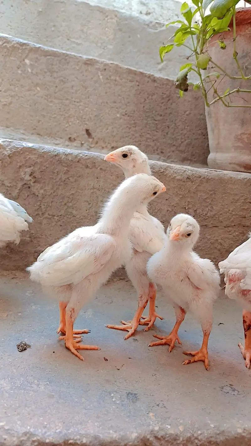King shamo chicks available for Sale. — photo 3