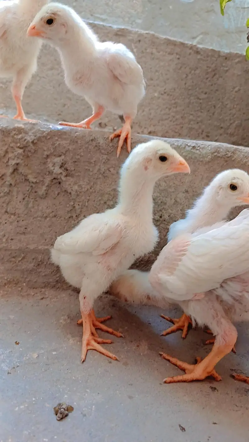 King shamo chicks available for Sale. — photo 4
