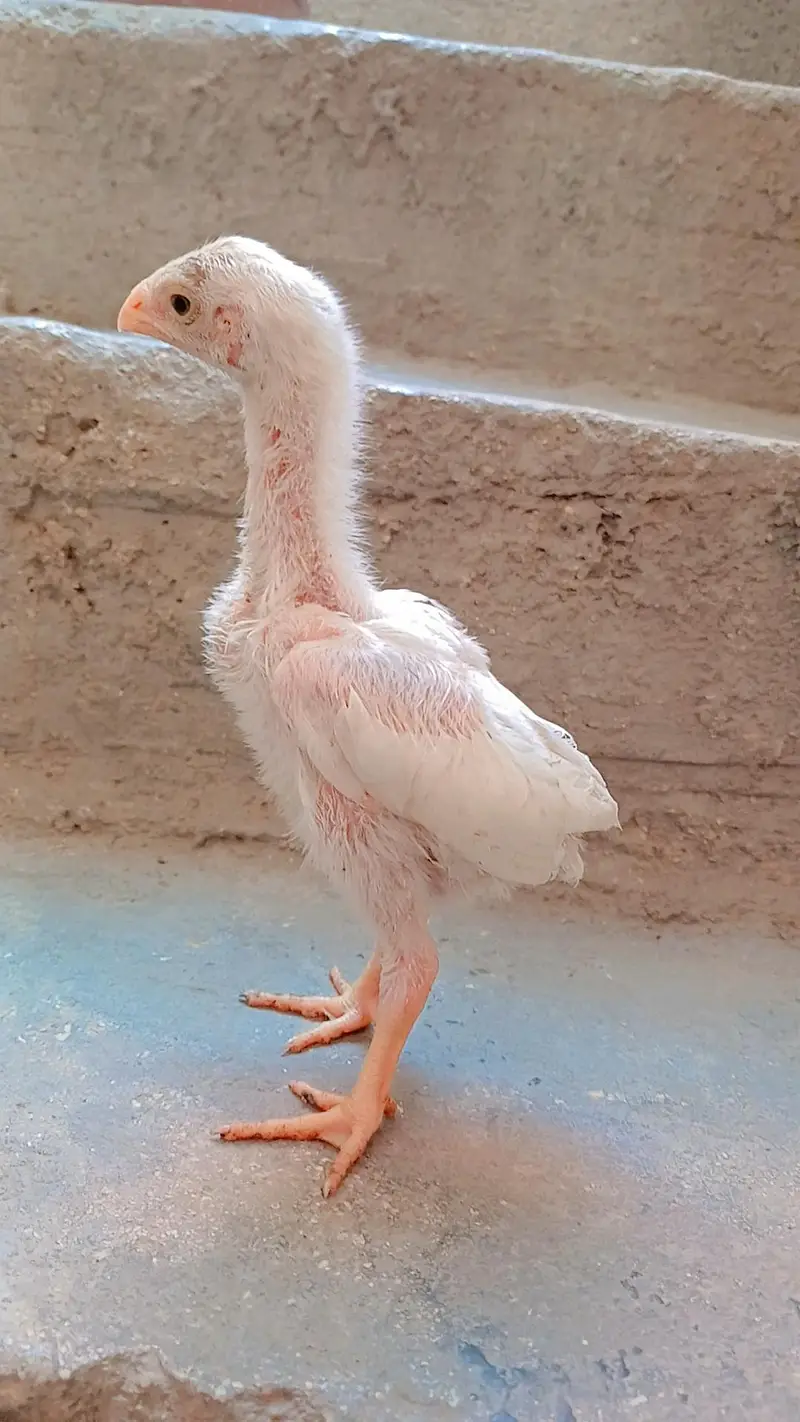 King shamo chicks available for Sale. — photo 5