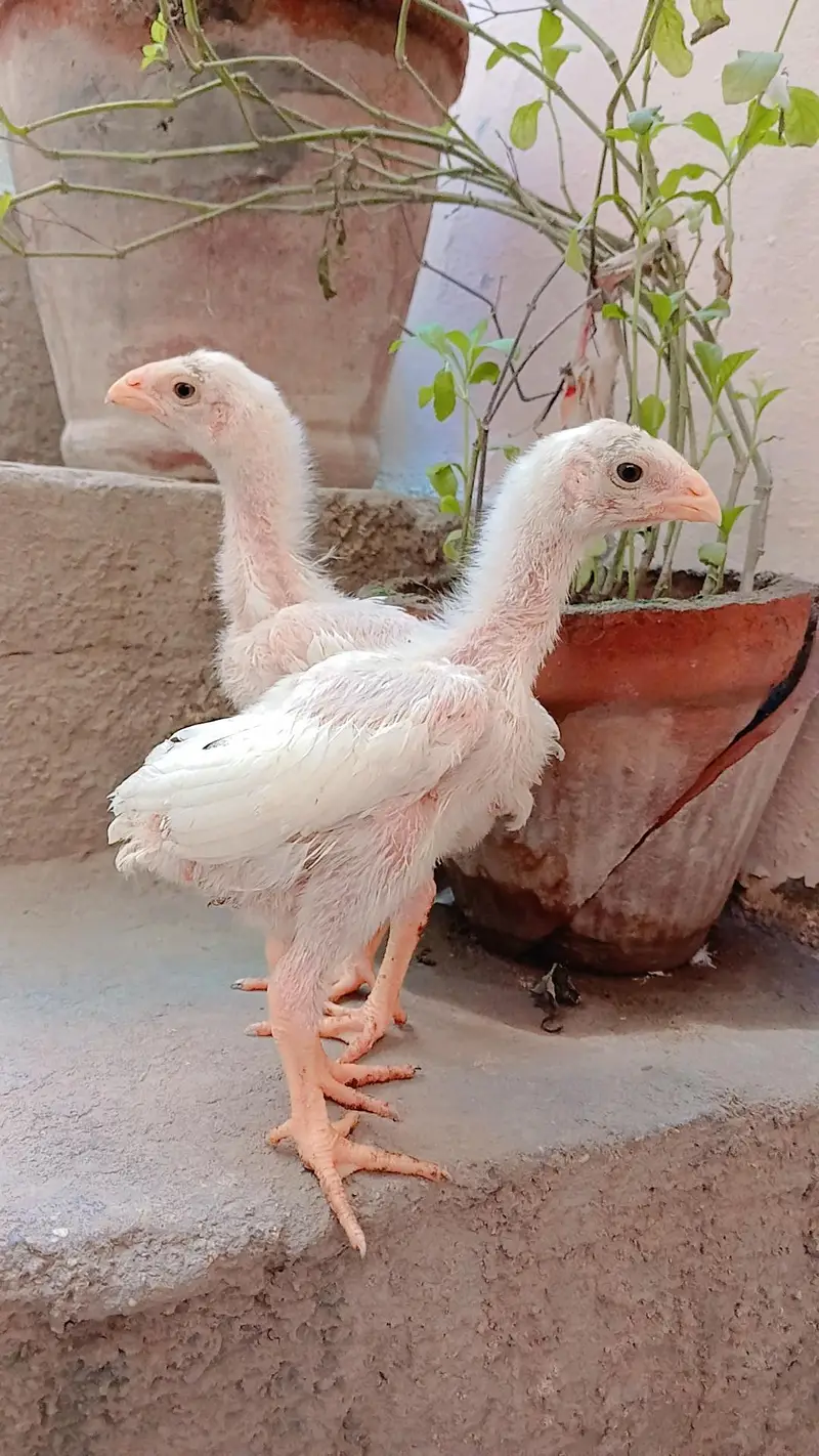 King shamo chicks available for Sale. — photo 6