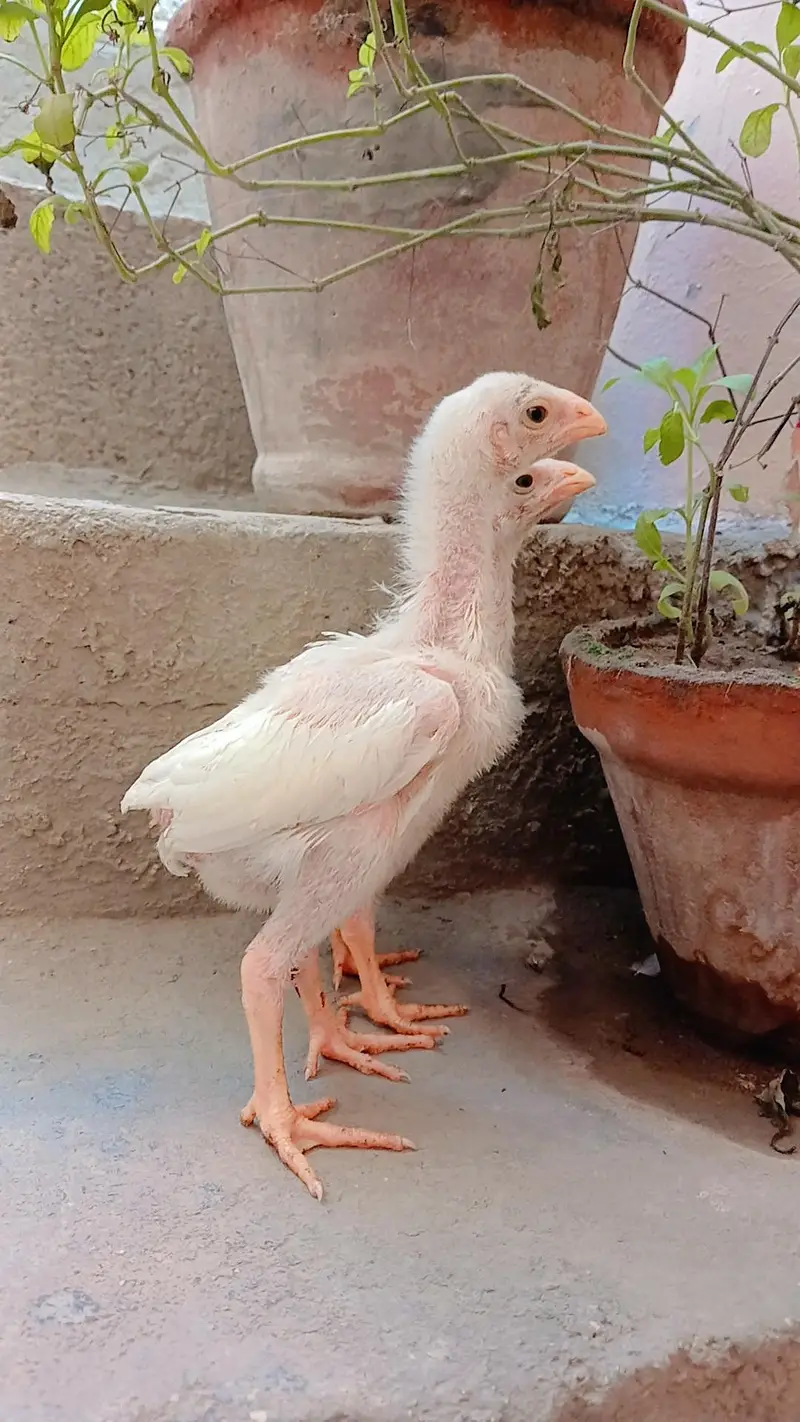 King shamo chicks available for Sale. — photo 7