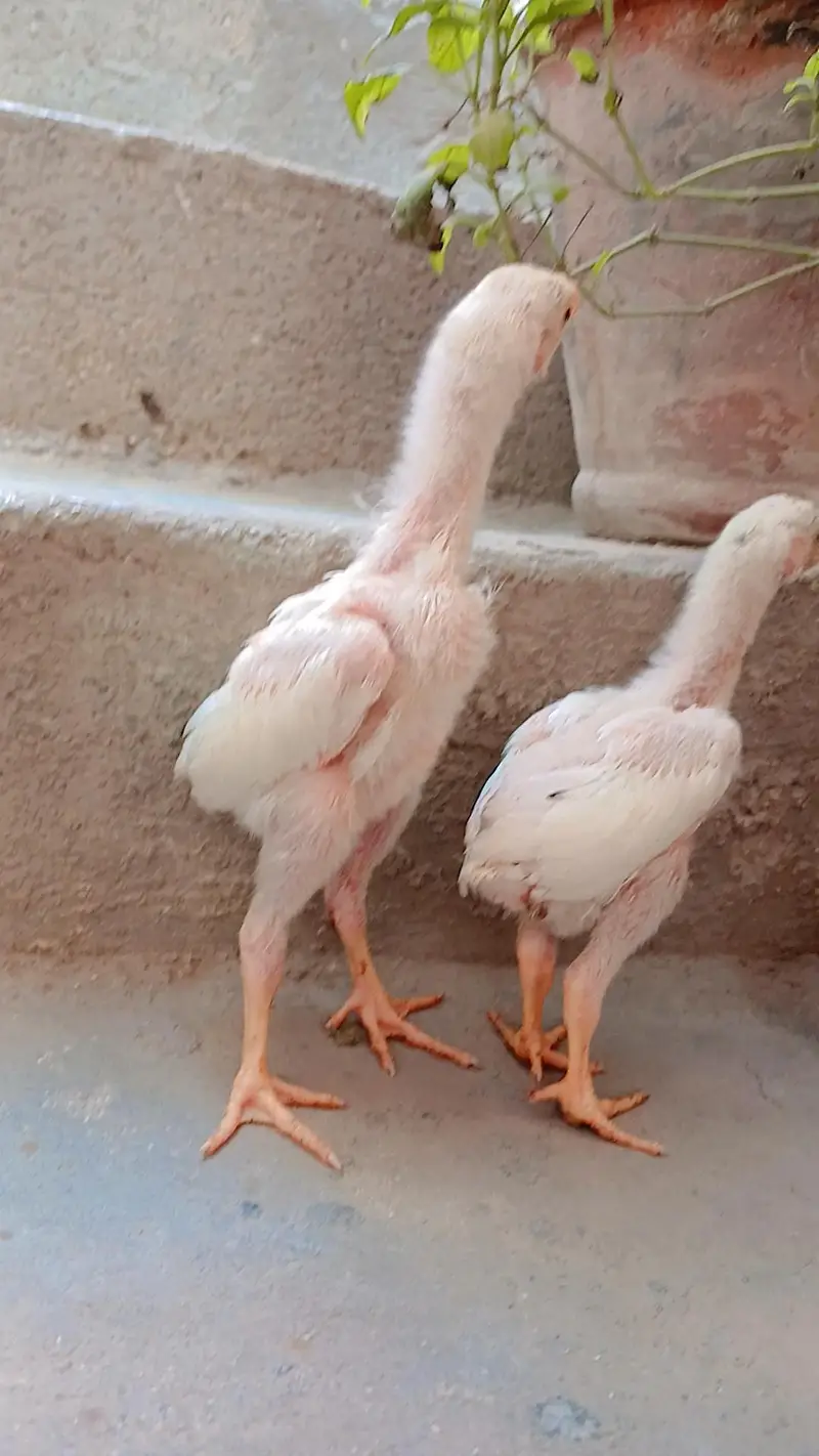 King shamo chicks available for Sale. — photo 8