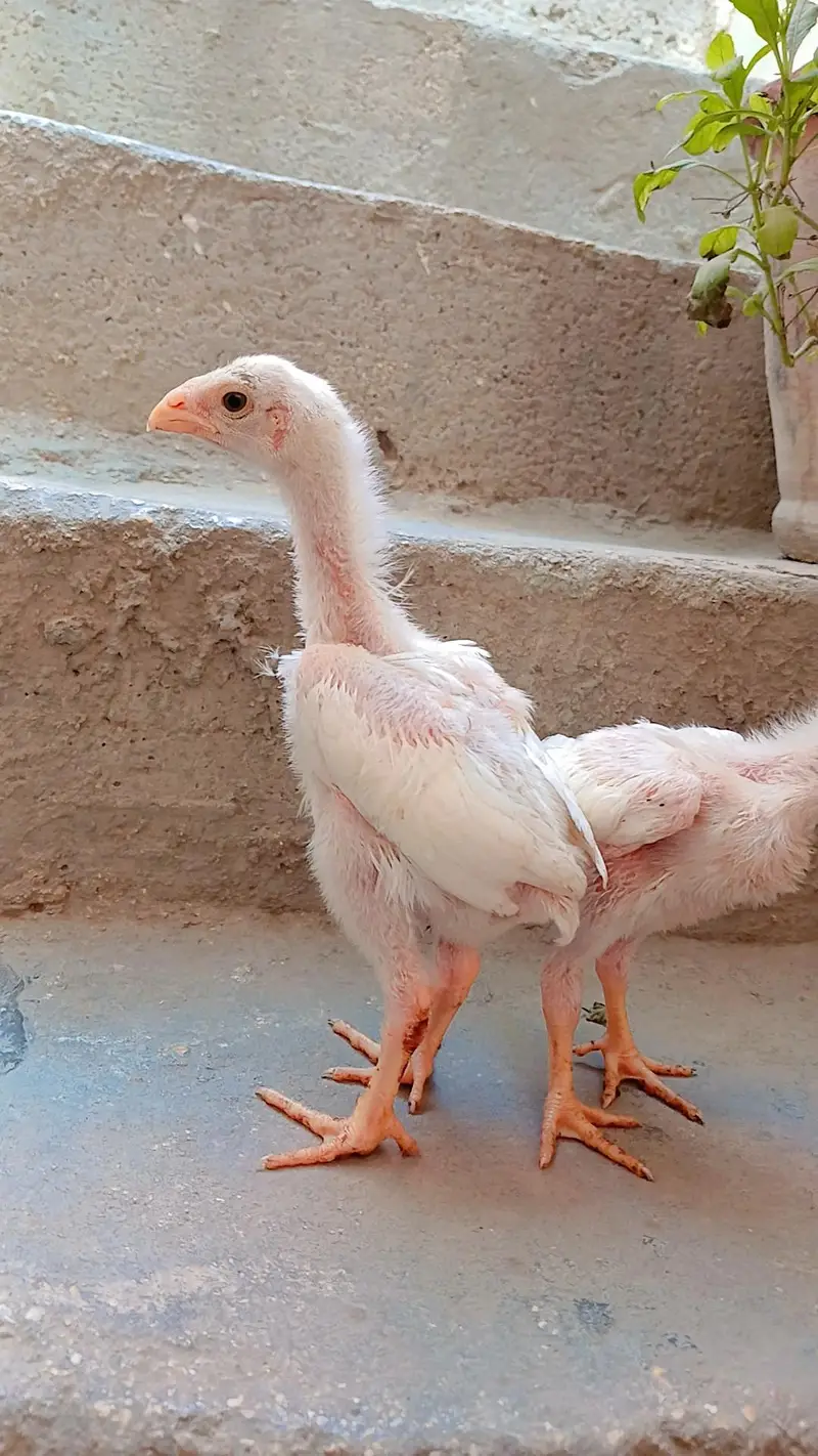 King shamo chicks available for Sale. — photo 9