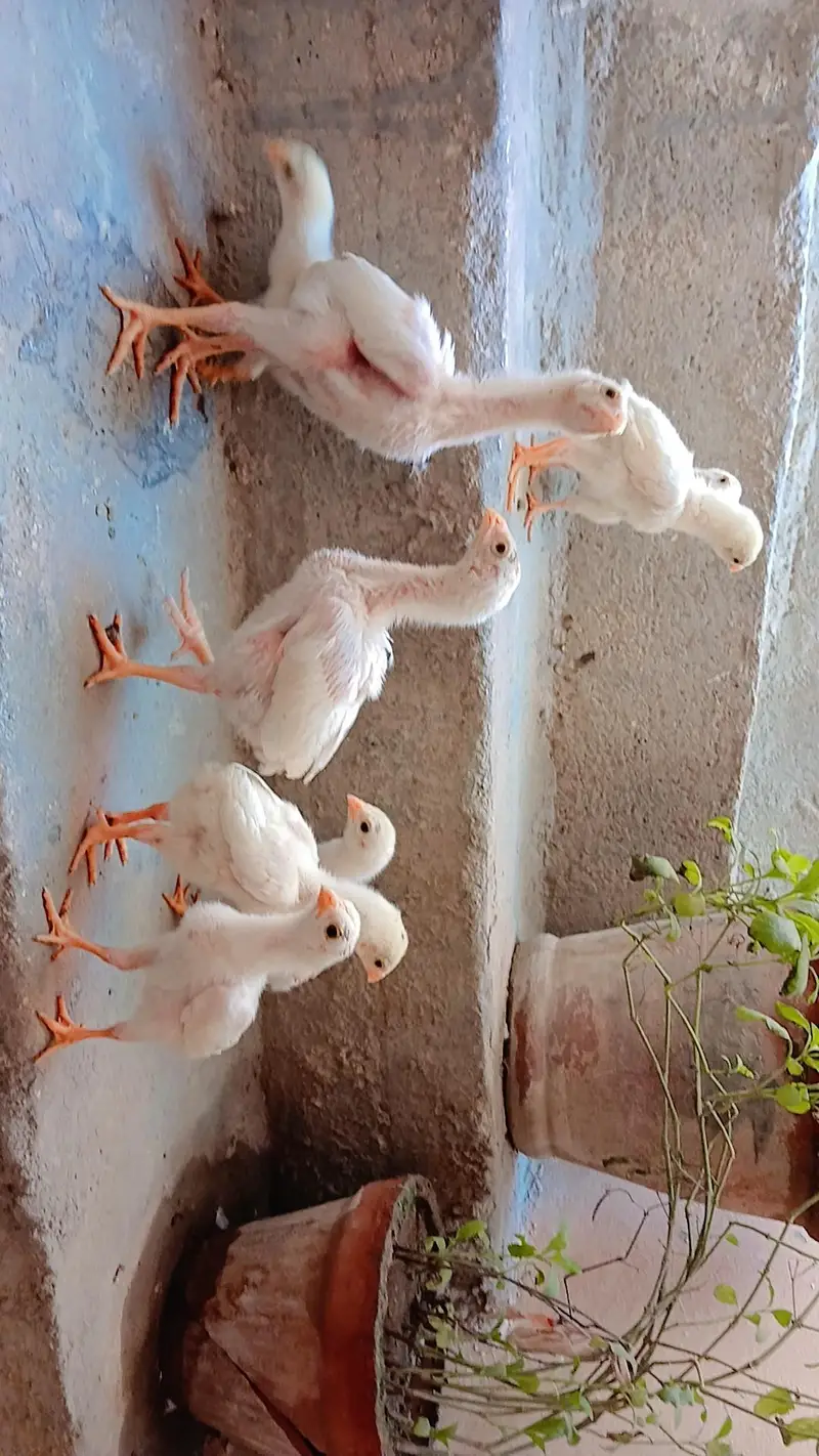 King shamo chicks available for Sale. — photo 10