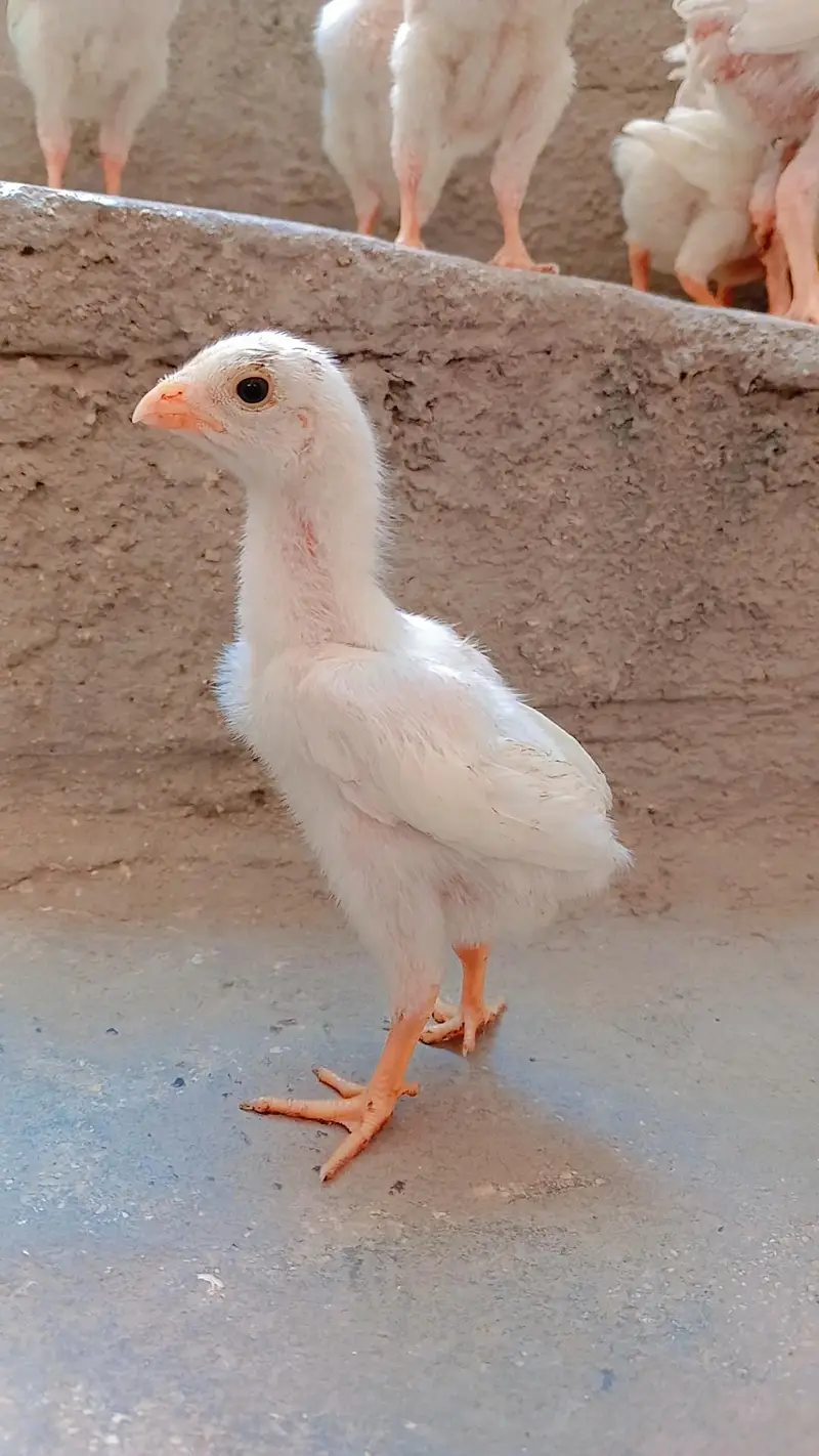 King shamo chicks available for Sale. — photo 11