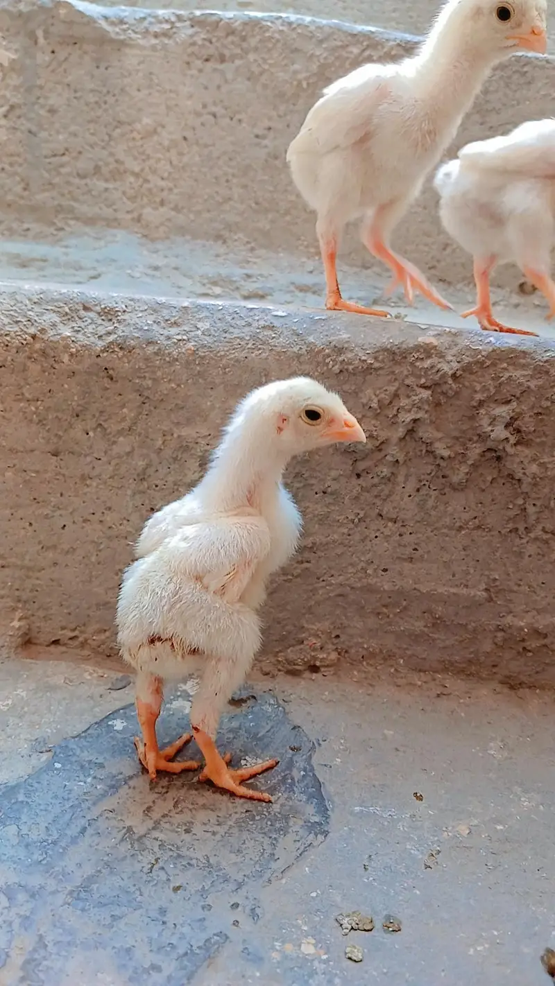 King shamo chicks available for Sale. — photo 12