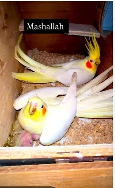 breeder pair for sale