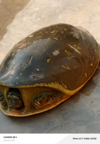 Softshell Turtle