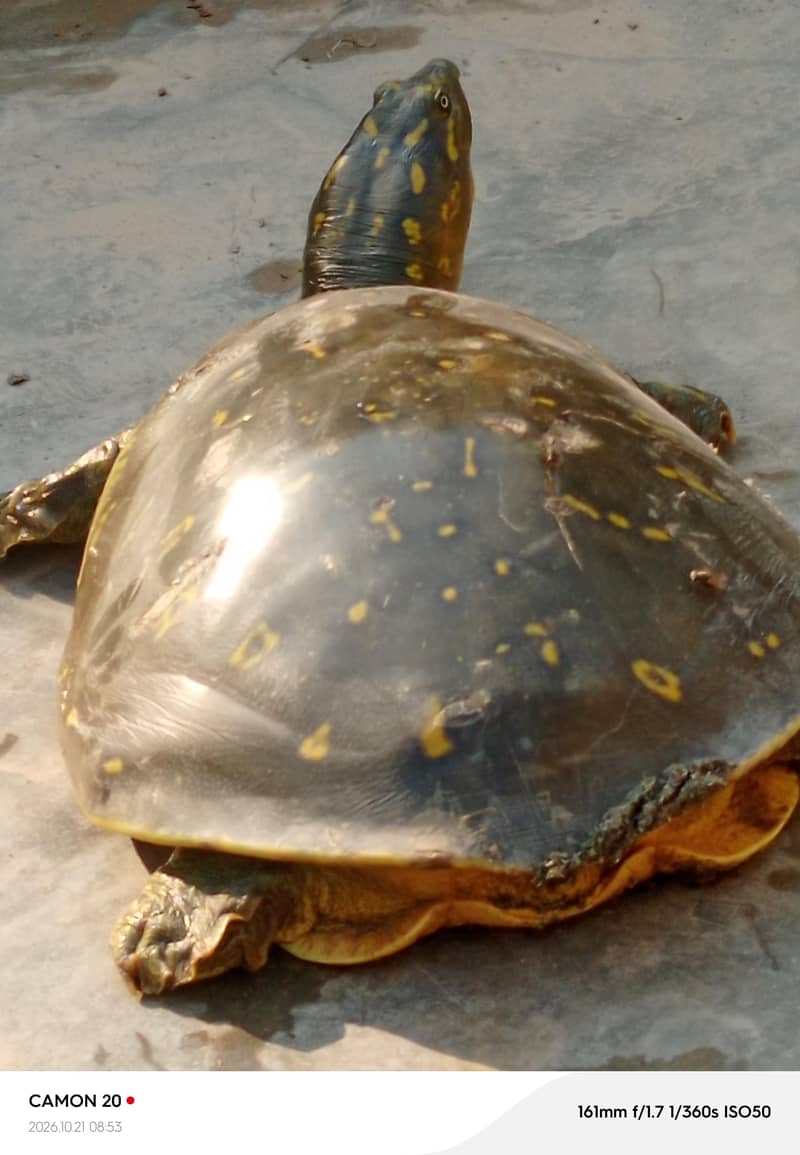 Indian Flapshell Turtle 1