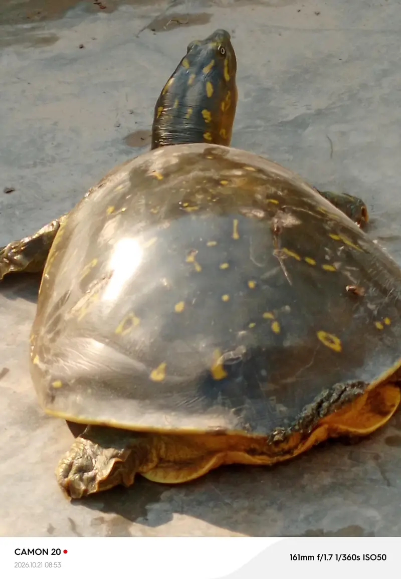 Indian Flapshell Turtle — photo 2