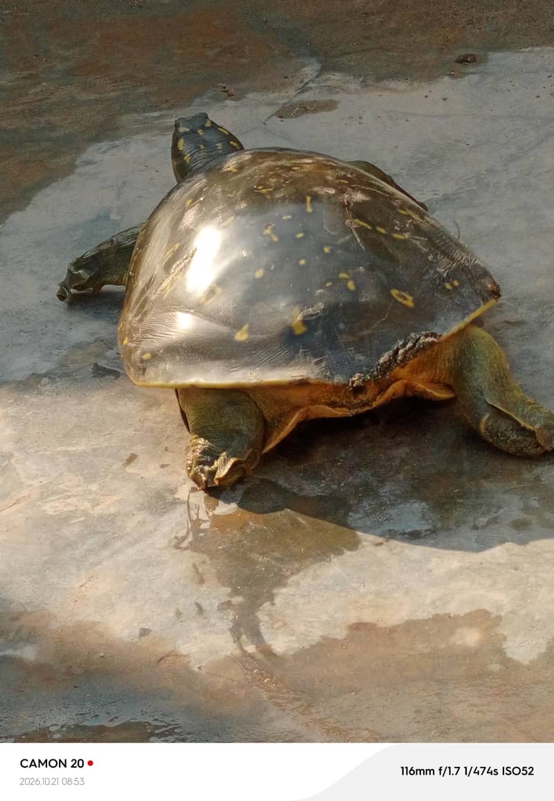 Indian Flapshell Turtle 2