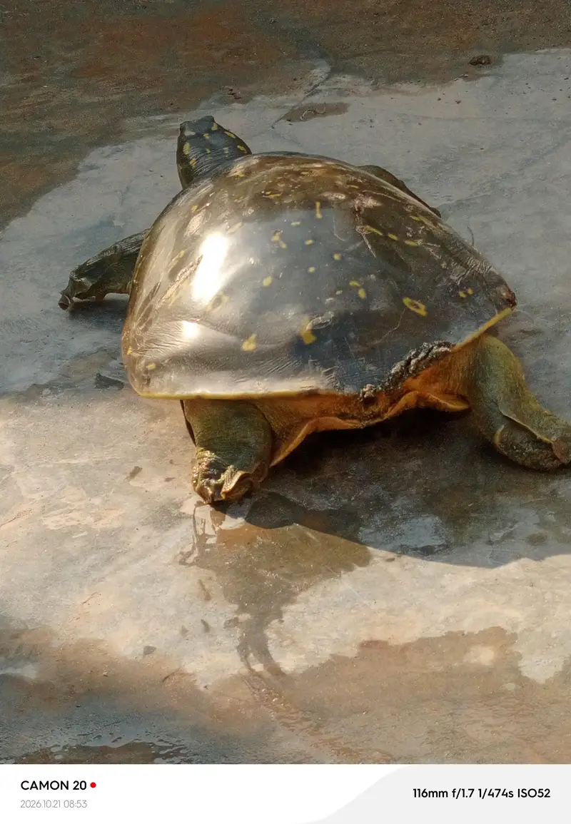 Indian Flapshell Turtle — photo 3