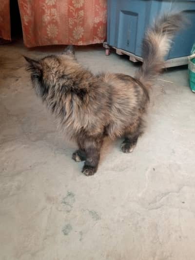 paltu cate