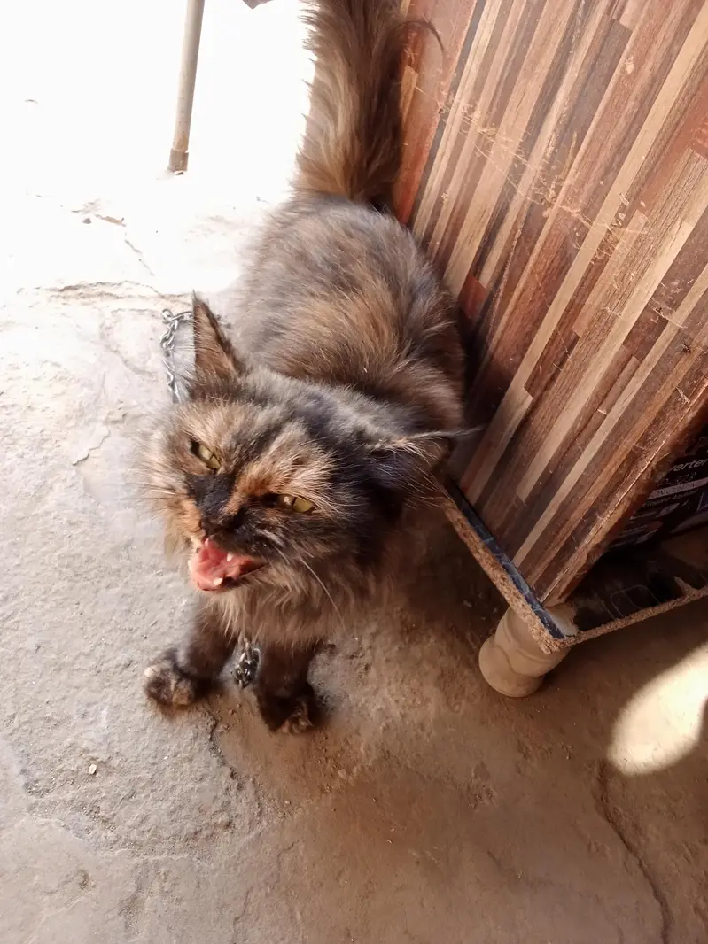 paltu cate — photo 2