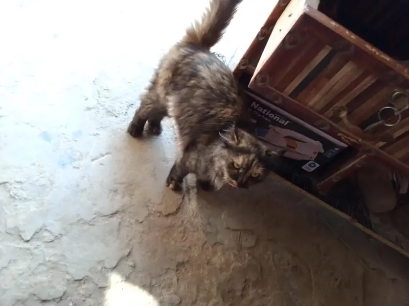 paltu cate — photo 3
