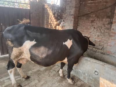friesian cow doda 4 kg 2on time ka