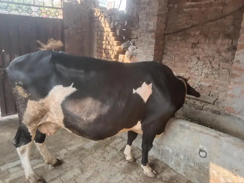 friesian cow doda 4 kg 2on time ka