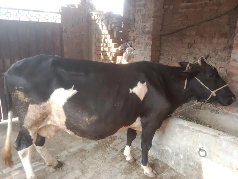 friesian cow doda 4 kg 2on time ka — photo 2