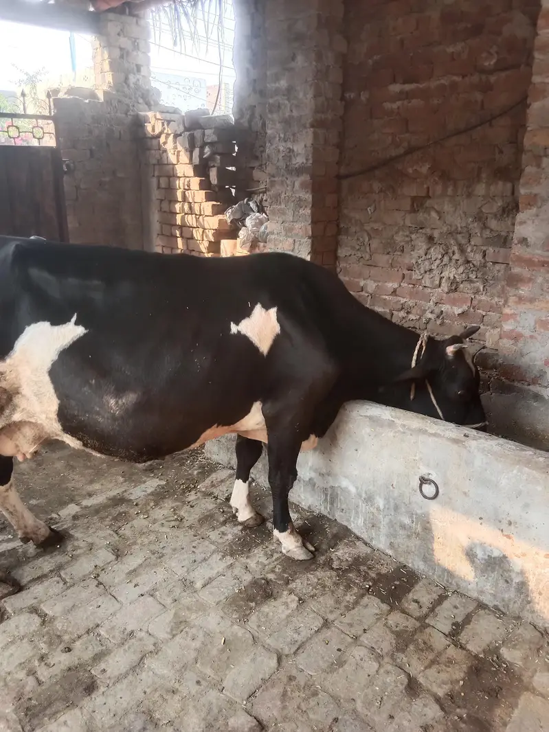 friesian cow doda 4 kg 2on time ka — photo 3