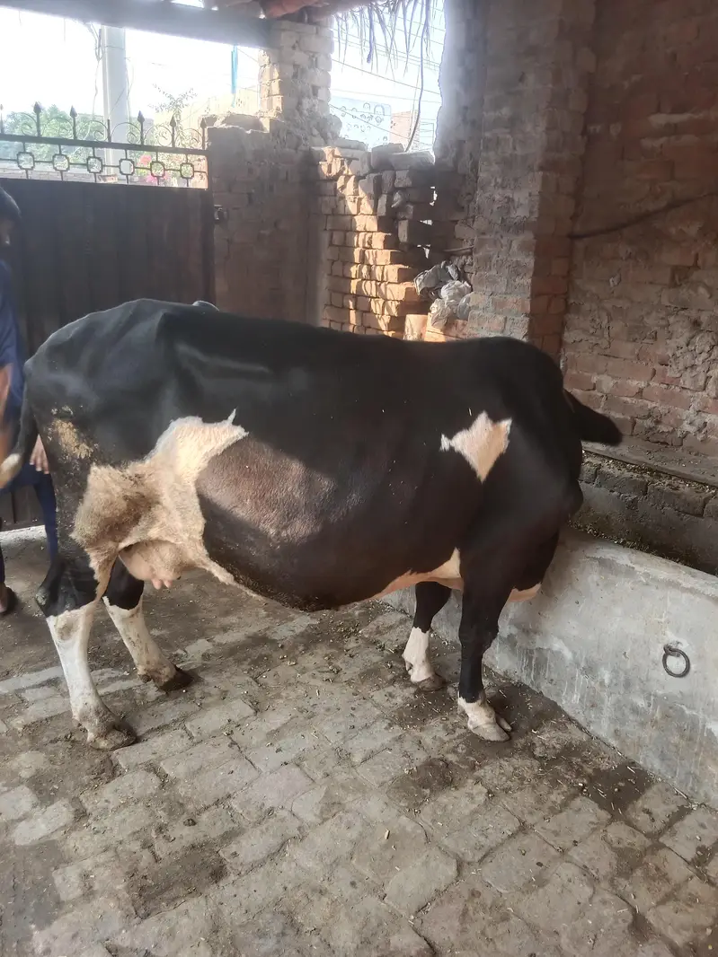 friesian cow doda 4 kg 2on time ka — photo 4