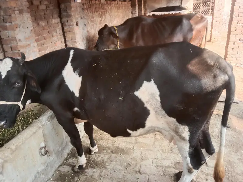 friesian cow doda 4 kg 2on time ka — photo 5