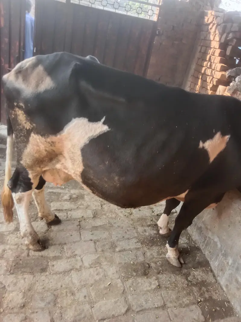 friesian cow doda 4 kg 2on time ka — photo 6
