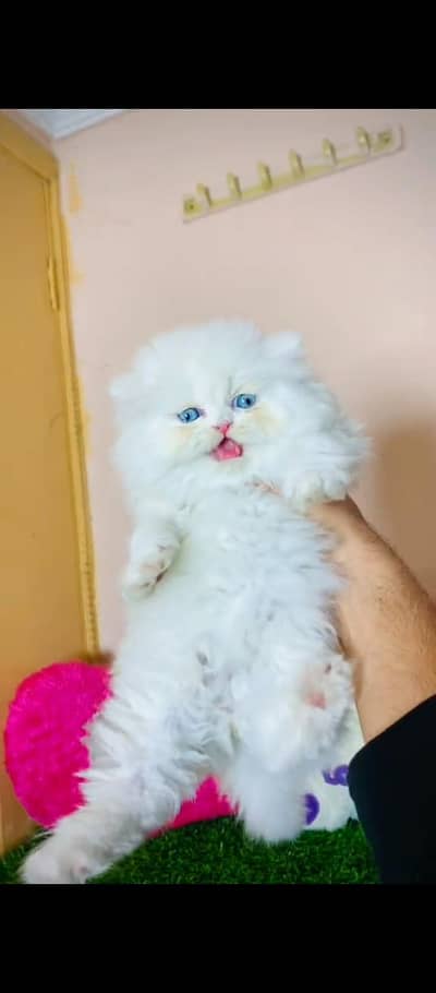 Persian cat for sale male female vaccine clear all my WhatsApp